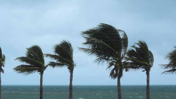 Cyclone sur palmiers