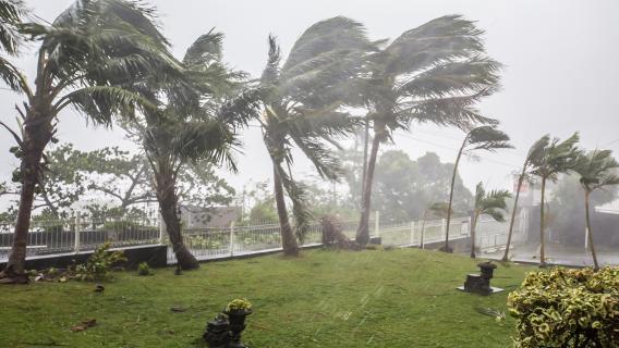 Cyclone sur palmiers