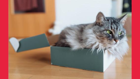 chat allongé dans une boite