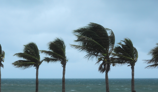 Cyclone sur palmiers