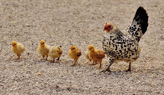 Des poules